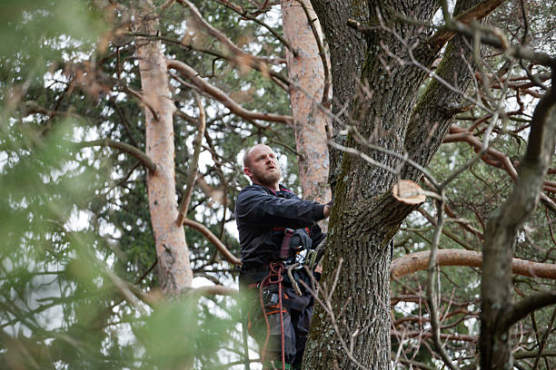 Trusted Boiling Springs, NC Tree Care Experts